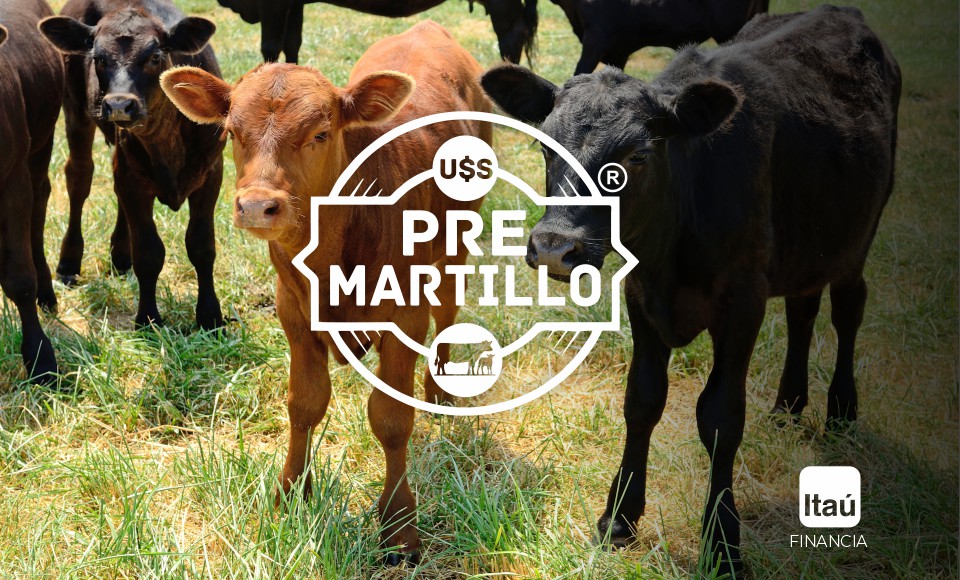 Pre-Martillo